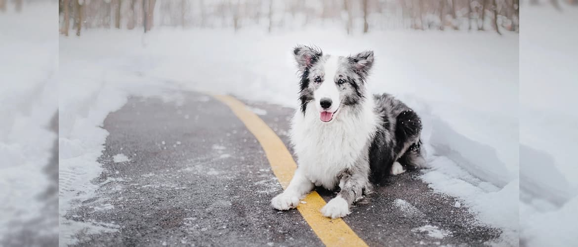 The image depicts a black and white dog with distinct facial markings. The dog is lying on a cleared asphalt path with a yellow dividing line, surrounded by snow-covered ground and trees in a wintry landscape.